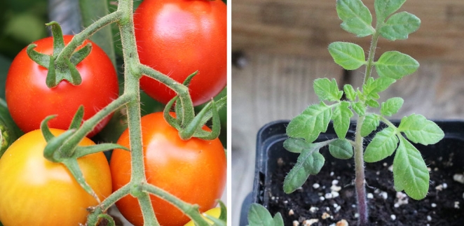 Unbegrenzt neue Tomaten pflanzen  es ist einfacher als du denkst